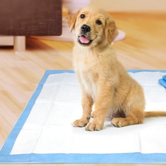 Hunde-Pinkel-Pads-Bella Webshop