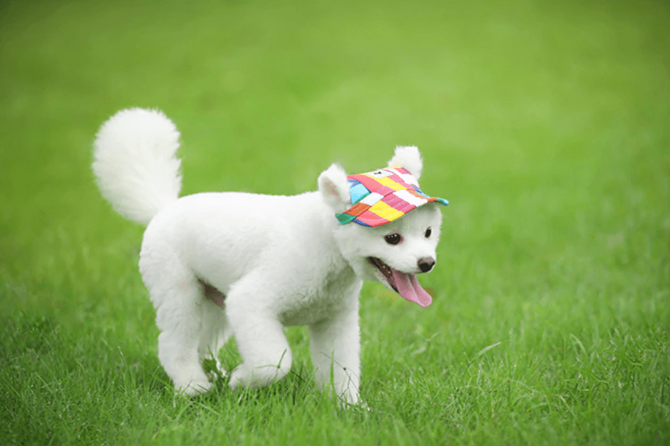 Runde Kante Hundekappe-Bella Webshop