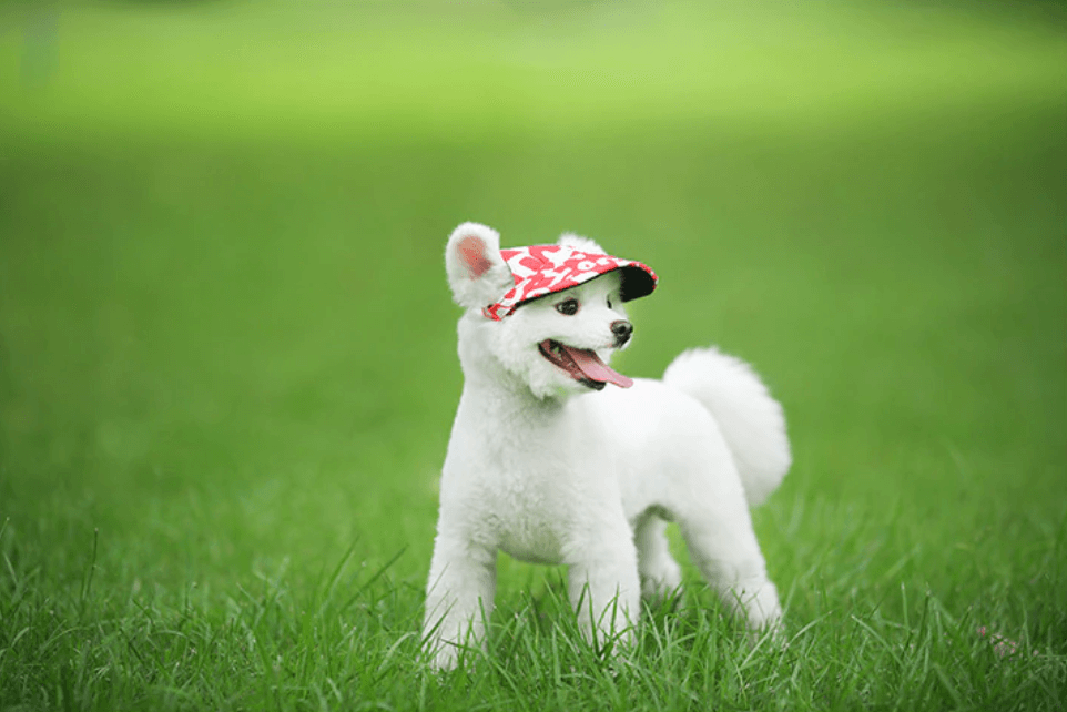 Runde Kante Hundekappe-Bella Webshop