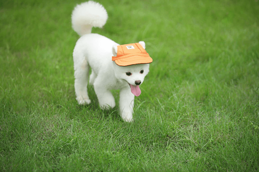 Runde Kante Hundekappe-Bella Webshop